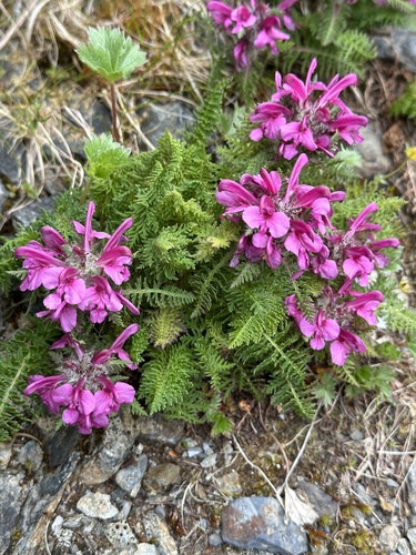 Pedicularis apodochila iNat (3)