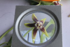 Cynanchum montevidense