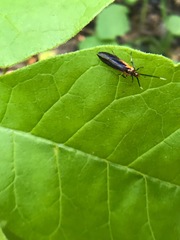 Mathildana newmanella