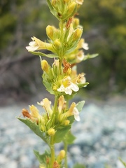 Penstemon deustus