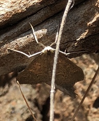 Mecyna mustelinalis