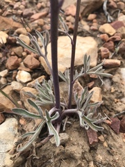 Delphinium parishii parishii