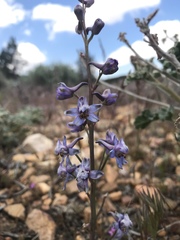 Delphinium parishii parishii