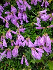 Penstemon davidsonii
