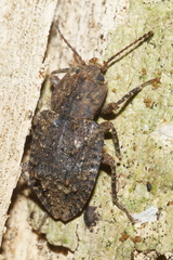 Syrphetodes marginatus