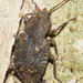 Syrphetodes marginatus - Photo (c) Uwe Schneehagen, some rights reserved (CC BY-SA), uploaded by Uwe Schneehagen