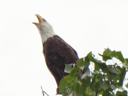 Bald Eagle photographed in Illinois