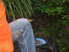 Dysphania subrepleta