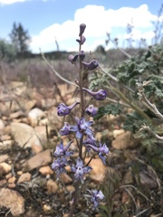 Delphinium parishii parishii