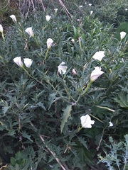 Datura ceratocaula