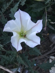 Datura ceratocaula