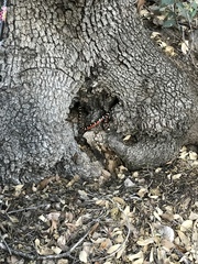 Lampropeltis pyromelana