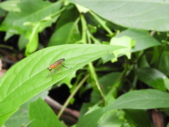 Ptecticus testaceus