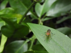 Ptecticus testaceus