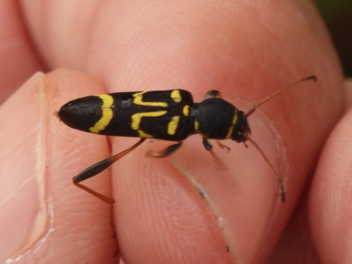 Round-necked Longhorn Beetle photo 5