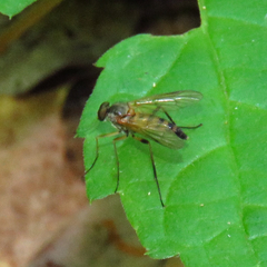 Rhagio