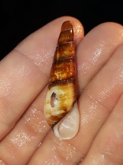 Thiaridae