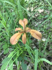 Iris fulva