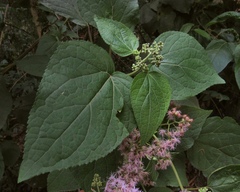 Hebeclinium tetragonum