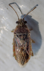 Arhyssus barberi