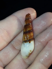 Thiaridae