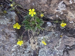 Potentilla rhyolitica