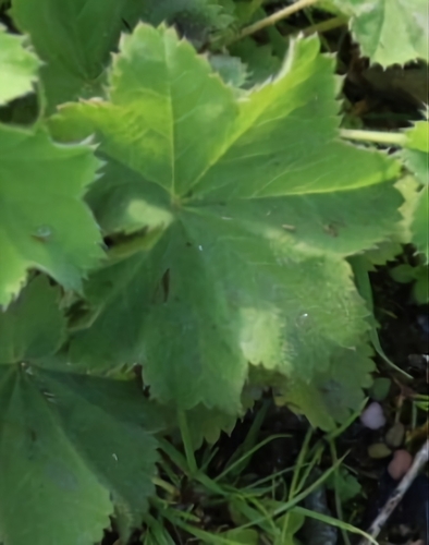 Image of Alchemilla vulgaris by (c) ikelman, some rights reserved (CC BY)