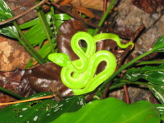 Trimeresurus sabahi