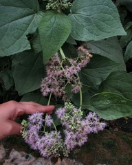Hebeclinium tetragonum