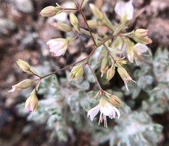 Hesperolinon spergulinum