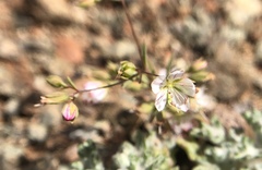 Hesperolinon spergulinum