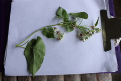 Cynanchum montevidense