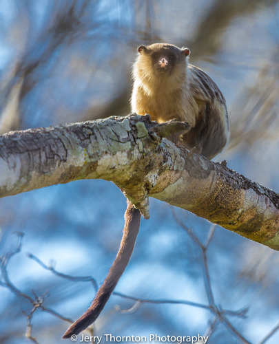 Black-tailed Marmoset