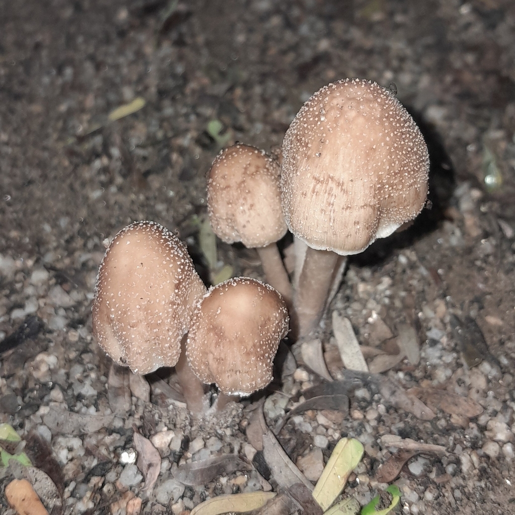 Coprinellus flocculosus · June 2024 · photo: © elkinjmf (iNaturalist, cc-by)