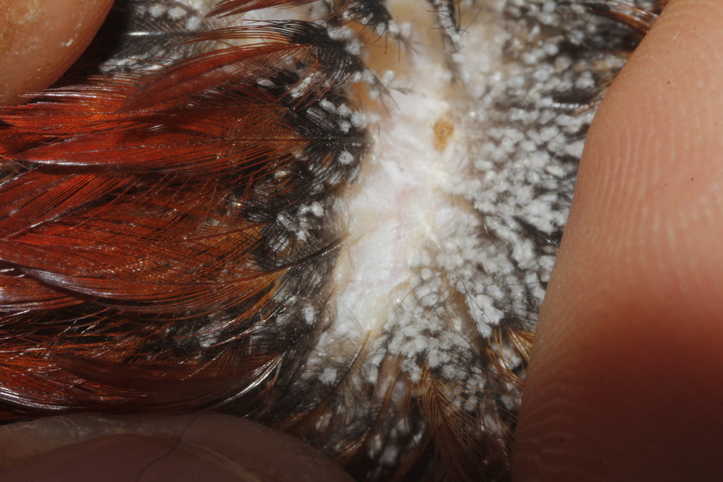 chicken body louse