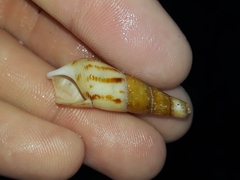 Thiaridae