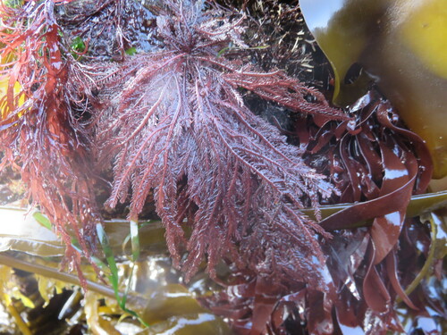 Ptilota filicina observed 2024-06-24