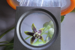 Cynanchum montevidense