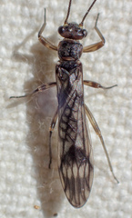 Zapada