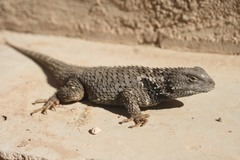 Crevice Swift photo 2