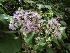 Hebeclinium tetragonum