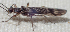 Zapada