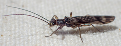 Zapada