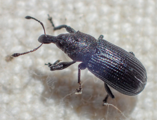 Tinged Wedge-shaped Bark Weevil