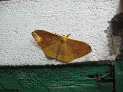 Eupterote multiarcuata