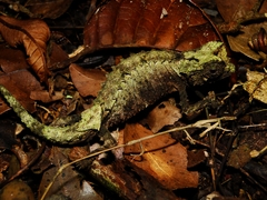 Antakarana Leaf Chameleon photo 3