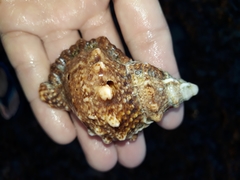 Bursidae