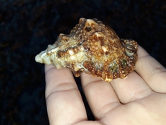 Bursidae