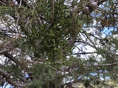 Phoradendron bolleanum densum