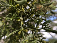 Phoradendron bolleanum densum